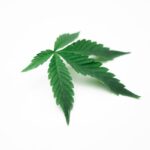 Марихуана в Чехии img-1184.jpg