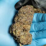 Семена конопли Motavation feminised от Serious Seeds img-13.jpg