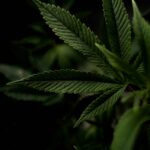 Семена конопли и их применение img-1947.jpg