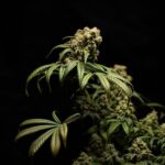 Семена конопли Full Moon feminised от Nirvana Seeds img-1979.jpg