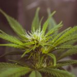 Семена конопли Auto Black Lemon feminised от производителя Exotic Seed img-2116.jpg