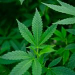 Автоцветущие семена конопли свойства и преимущества img-2194.jpg