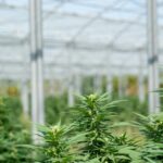 Семена конопли индийской свойства и характеристики img-2218.jpg