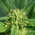 Аптечные наркотики и их регулирование img-2246.jpg