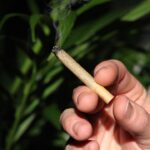 Марихуана и ее правовой статус в России img-2358.jpg