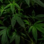 Автоцветущая Конопля Auto Diesel Feminised от Royal Queen Seeds img-2367.jpg