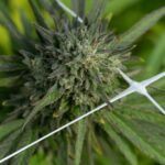 Купить марихуану в Ставрополе img-2449.jpg