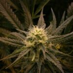Преимущества феминизированных семян конопли Great White Russian img-2542.jpg