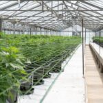 Купить семена конопли в Перми img-2725.jpg