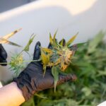 Выращивание марихуаны в гидропонной системе img-2913.jpg