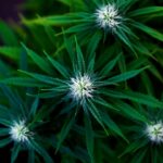 Декоративная конопля в ландшафтном дизайне и ее выращивание img-3194.jpg