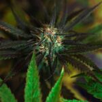 Наркозависимость в Краснодаре и риски связанные с наркотиками img-3358.jpg