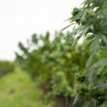 Законодательство о семенах марихуаны и их использовании img-3394.jpg