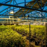 Семена конопли Auto Moby Dick regular: Описание сорта img-3433.jpg