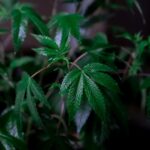 Сравнение семян конопли и семян чиа img-477.jpg