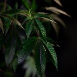 Приобретение наркотических средств в Набережных Челнах img-536.jpg