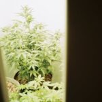 Основы Полива и Выращивания Семян Конопли img-537.jpg