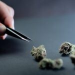 Выращивание конопли в гидропонике img-635.jpg