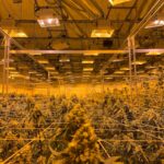 Покупка семян конопли онлайн с доставкой почтой по России img-870.jpg